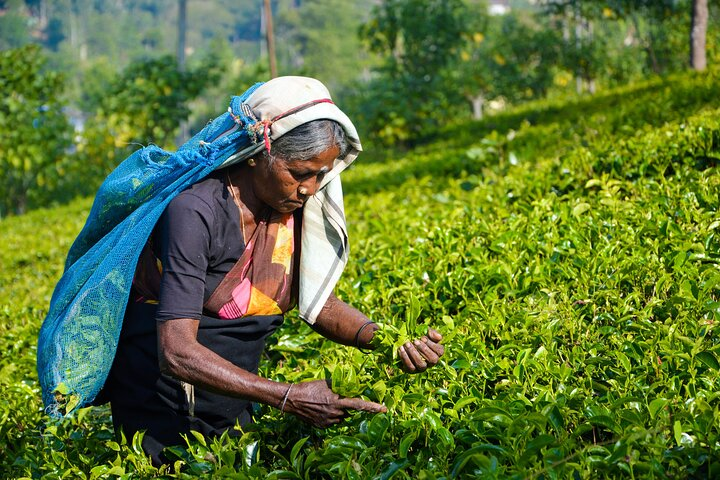 Tea Estate Experience from Ella - Photo 1 of 7